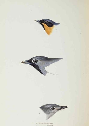Reproducción/Reproduction 29307627705: A synopsis of the birds of Australia, and the adjacent Islands /. London :John Gould,1837.