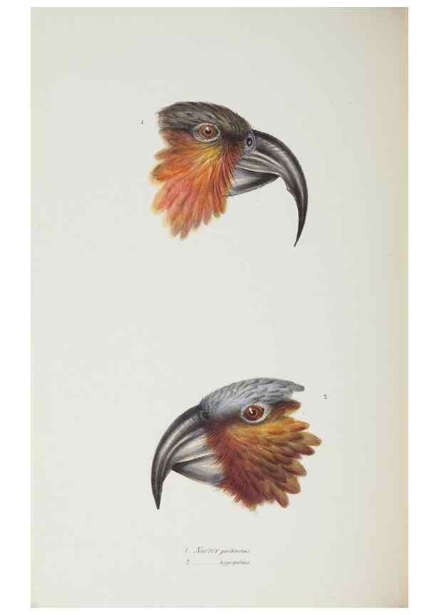 Reproducción/Reproduction 29307609625: A synopsis of the birds of Australia, and the adjacent Islands /. London :John Gould,1837.