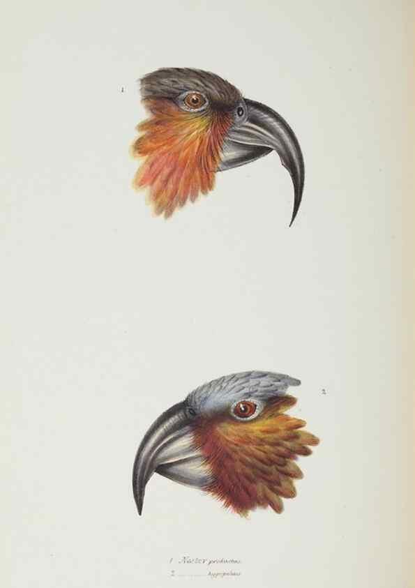Reproducción/Reproduction 29307609625: A synopsis of the birds of Australia, and the adjacent Islands /. London :John Gould,1837.