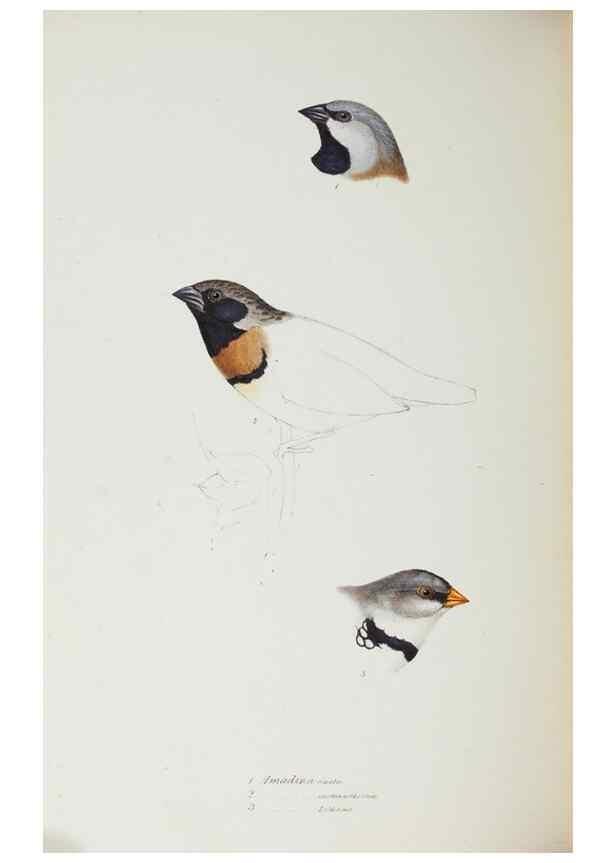 Reproducción/Reproduction 29199409242: A synopsis of the birds of Australia, and the adjacent Islands /. London :John Gould,1837.