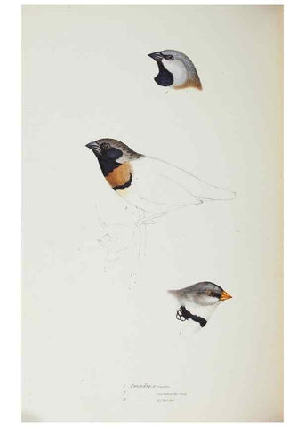 Reproducción/Reproduction 29199409242: A synopsis of the birds of Australia, and the adjacent Islands /. London :John Gould,1837.