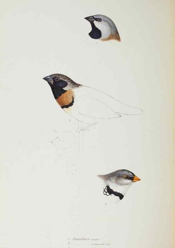 Reproducción/Reproduction 29199409242: A synopsis of the birds of Australia, and the adjacent Islands /. London :John Gould,1837.