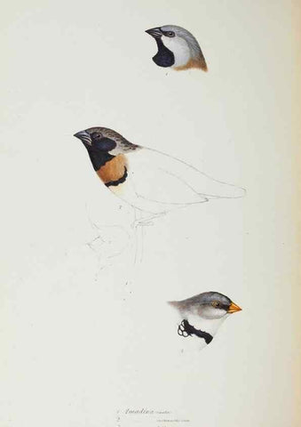 Reproducción/Reproduction 29199409242: A synopsis of the birds of Australia, and the adjacent Islands /. London :John Gould,1837.
