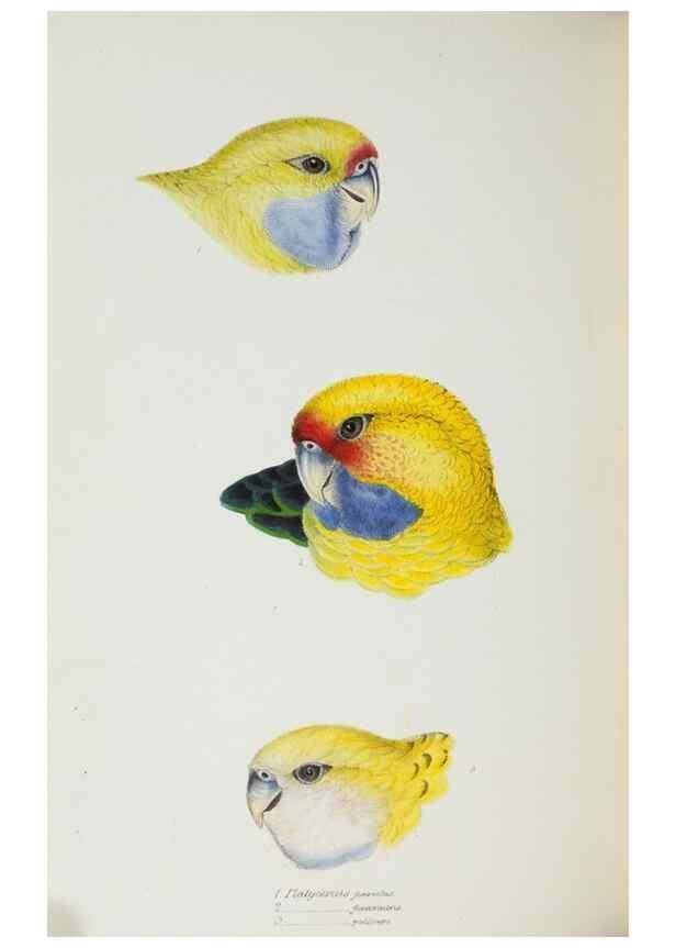 Reproducción/Reproduction 29228949171: A synopsis of the birds of Australia, and the adjacent Islands /. London :John Gould,1837.