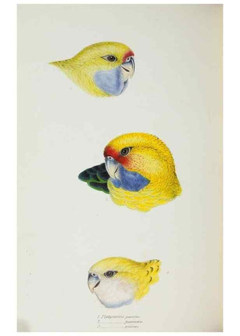 Reproducción/Reproduction 29228949171: A synopsis of the birds of Australia, and the adjacent Islands /. London :John Gould,1837.