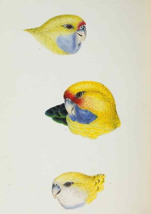 Reproducción/Reproduction 29228949171: A synopsis of the birds of Australia, and the adjacent Islands /. London :John Gould,1837.