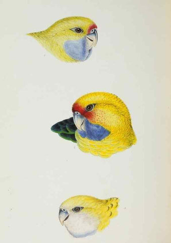 Reproducción/Reproduction 29228949171: A synopsis of the birds of Australia, and the adjacent Islands /. London :John Gould,1837.