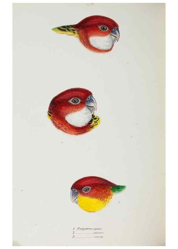 Reproducción/Reproduction 29273727906: A synopsis of the birds of Australia, and the adjacent Islands /. London :John Gould,1837.