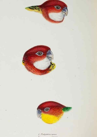Reproducción/Reproduction 29273727906: A synopsis of the birds of Australia, and the adjacent Islands /. London :John Gould,1837.