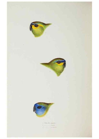 Reproducción/Reproduction 29228953111: A synopsis of the birds of Australia, and the adjacent Islands /. London :John Gould,1837.