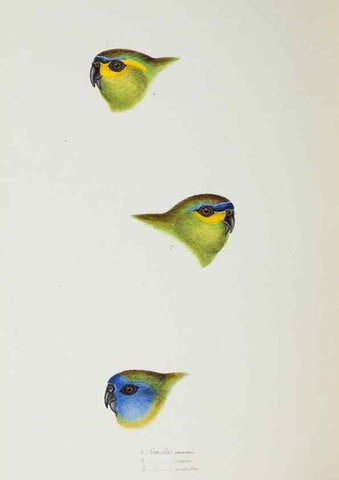 Reproducción/Reproduction 29228953111: A synopsis of the birds of Australia, and the adjacent Islands /. London :John Gould,1837.