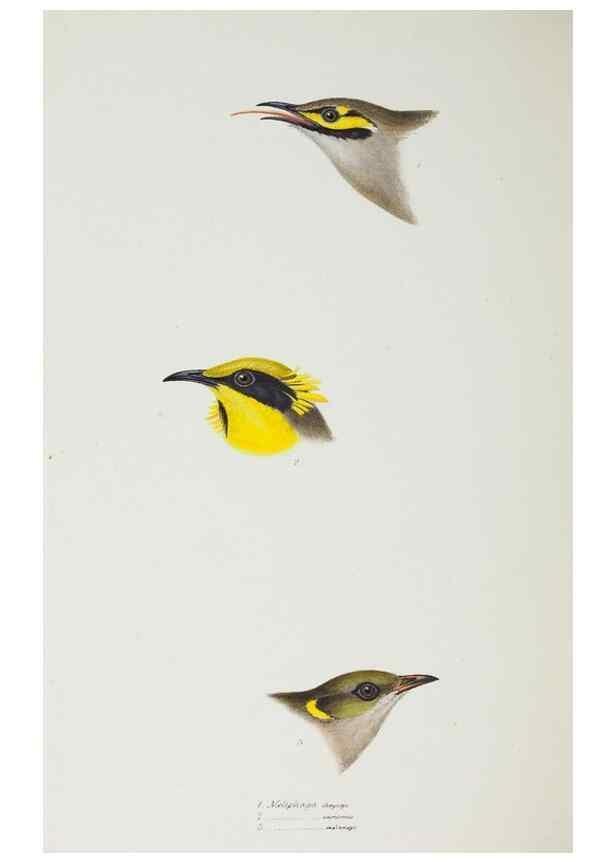 Reproducción/Reproduction 29019751610: A synopsis of the birds of Australia, and the adjacent Islands /. London :John Gould,1837.
