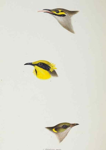 Reproducción/Reproduction 29019751610: A synopsis of the birds of Australia, and the adjacent Islands /. London :John Gould,1837.