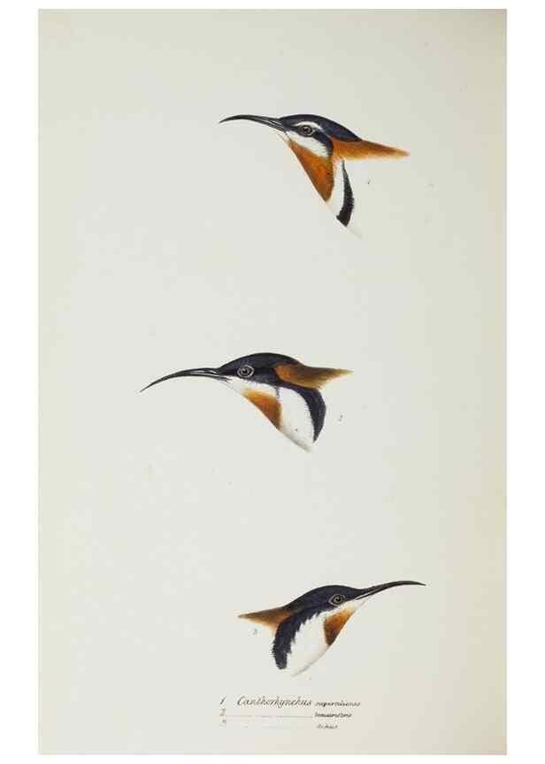 Reproducción/Reproduction 29228958981: A synopsis of the birds of Australia, and the adjacent Islands /. London :John Gould,1837.