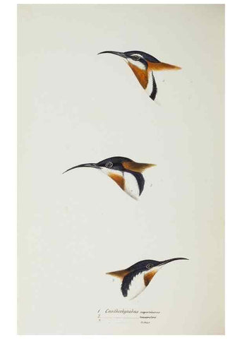 Reproducción/Reproduction 29228958981: A synopsis of the birds of Australia, and the adjacent Islands /. London :John Gould,1837.