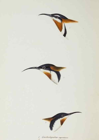 Reproducción/Reproduction 29228958981: A synopsis of the birds of Australia, and the adjacent Islands /. London :John Gould,1837.