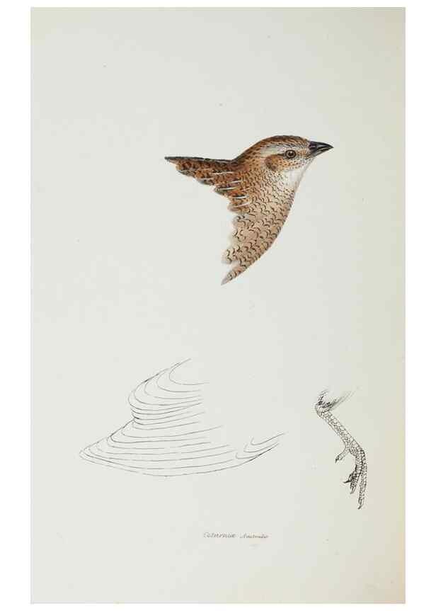Reproducción/Reproduction 28686887733: A synopsis of the birds of Australia, and the adjacent Islands /. London :John Gould,1837.