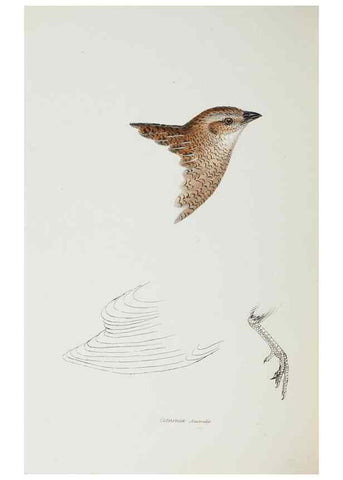 Reproducción/Reproduction 28686887733: A synopsis of the birds of Australia, and the adjacent Islands /. London :John Gould,1837.