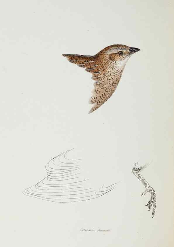 Reproducción/Reproduction 28686887733: A synopsis of the birds of Australia, and the adjacent Islands /. London :John Gould,1837.