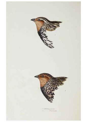 Reproducción/Reproduction 29307656935: A synopsis of the birds of Australia, and the adjacent Islands /. London :John Gould,1837.