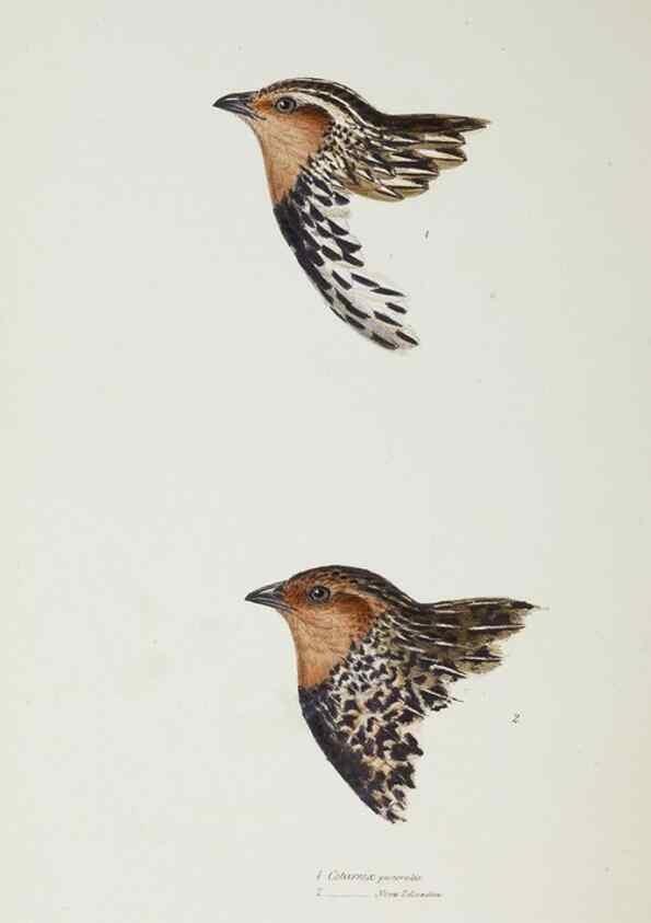 Reproducción/Reproduction 29307656935: A synopsis of the birds of Australia, and the adjacent Islands /. London :John Gould,1837.