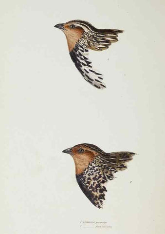 Reproducción/Reproduction 29307656935: A synopsis of the birds of Australia, and the adjacent Islands /. London :John Gould,1837.