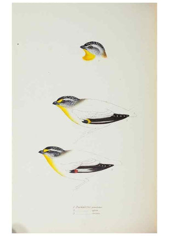 Reproducción/Reproduction 29273722446: A synopsis of the birds of Australia, and the adjacent Islands /. London :John Gould,1837.