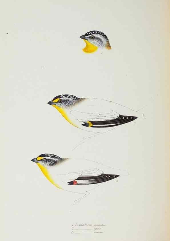 Reproducción/Reproduction 29273722446: A synopsis of the birds of Australia, and the adjacent Islands /. London :John Gould,1837.