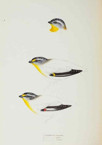 Reproducción/Reproduction 29273722446: A synopsis of the birds of Australia, and the adjacent Islands /. London :John Gould,1837.