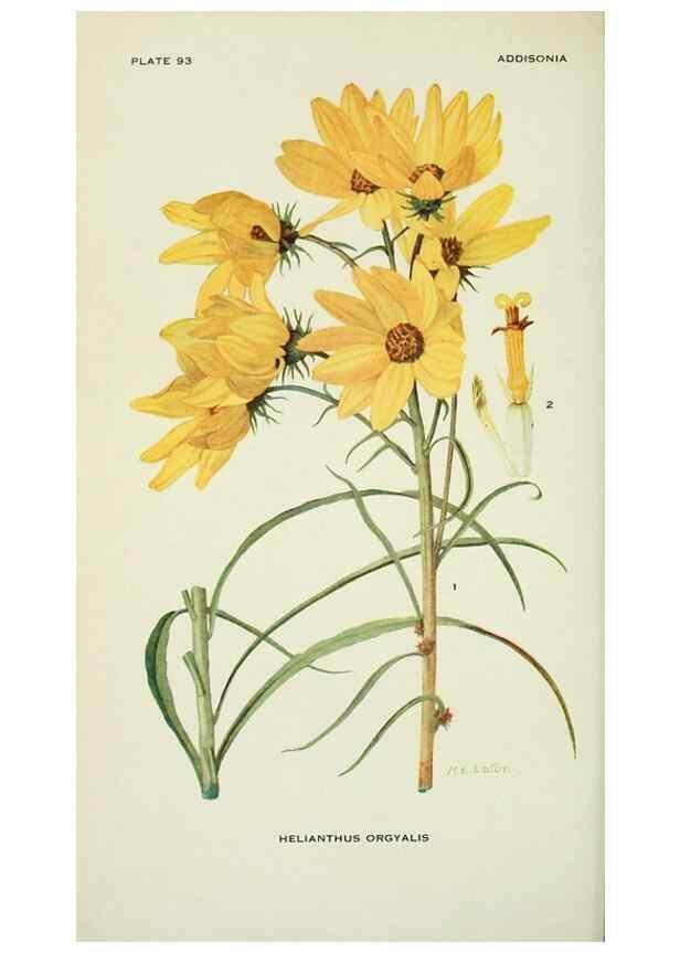 Reproducción/Reproduction 29077033022: Addisonia :. New York :New York Botanical Garden,1916-[1964].