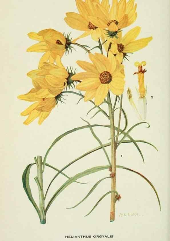 Reproducción/Reproduction 29077033022: Addisonia :. New York :New York Botanical Garden,1916-[1964].