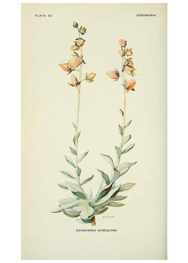 Reproducción/Reproduction 29077026812: Addisonia :. New York :New York Botanical Garden,1916-[1964].