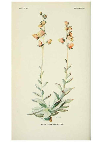 Reproducción/Reproduction 29077026812: Addisonia :. New York :New York Botanical Garden,1916-[1964].