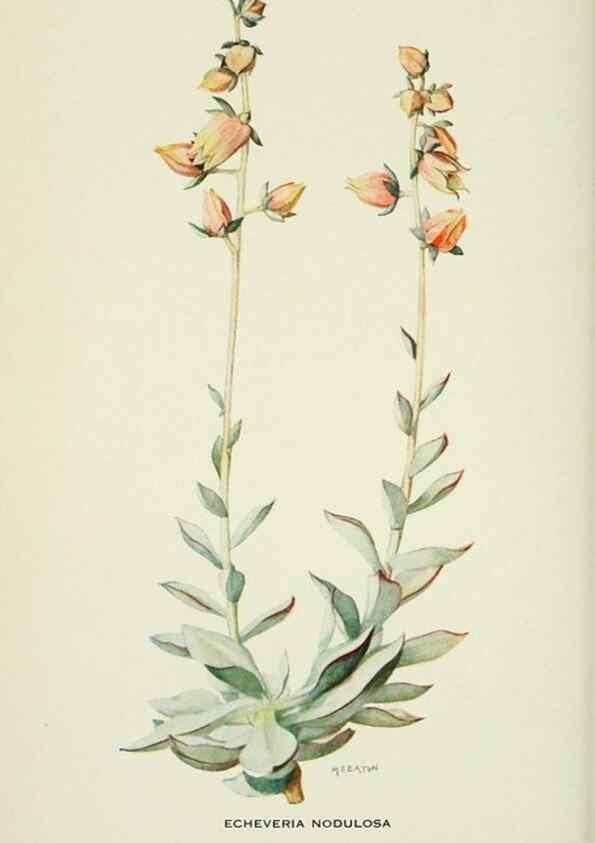 Reproducción/Reproduction 29077026812: Addisonia :. New York :New York Botanical Garden,1916-[1964].