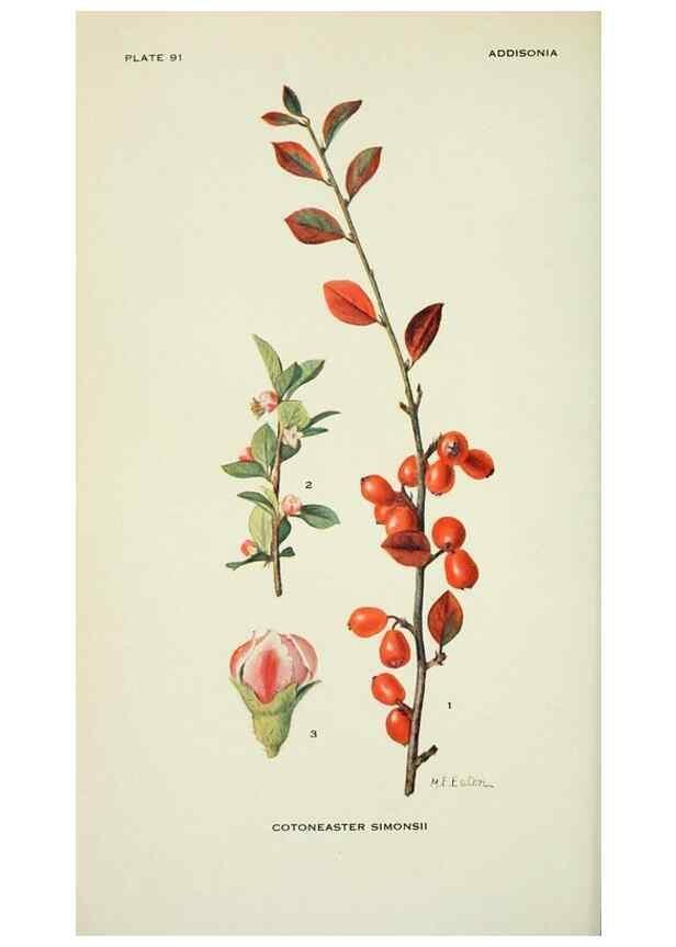 Reproducción/Reproduction 28563596673: Addisonia :. New York :New York Botanical Garden,1916-[1964].