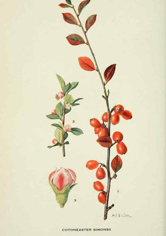 Reproducción/Reproduction 28563596673: Addisonia :. New York :New York Botanical Garden,1916-[1964].