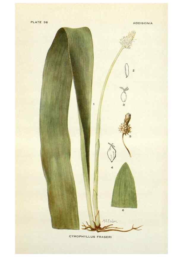 Reproducción/Reproduction 28469387734: Addisonia :. New York :New York Botanical Garden,1916-[1964].