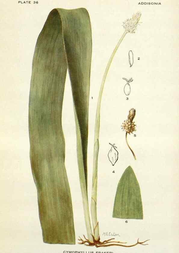 Reproducción/Reproduction 28469387734: Addisonia :. New York :New York Botanical Garden,1916-[1964].