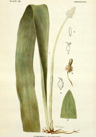 Reproducción/Reproduction 28469387734: Addisonia :. New York :New York Botanical Garden,1916-[1964].