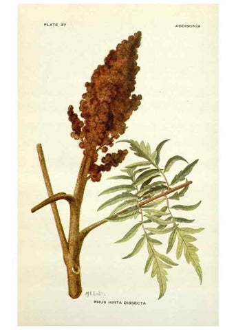 Reproducción/Reproduction 28472423803: Addisonia :. New York :New York Botanical Garden,1916-[1964].