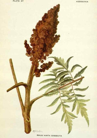Reproducción/Reproduction 28472423803: Addisonia :. New York :New York Botanical Garden,1916-[1964].