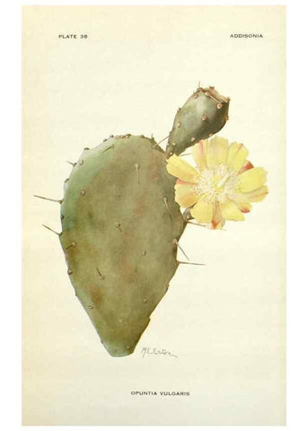 Reproducción/Reproduction 28985600702: Addisonia :. New York :New York Botanical Garden,1916-[1964].