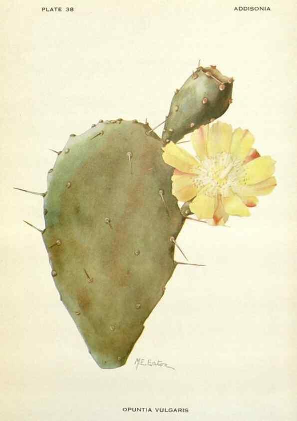 Reproducción/Reproduction 28985600702: Addisonia :. New York :New York Botanical Garden,1916-[1964].