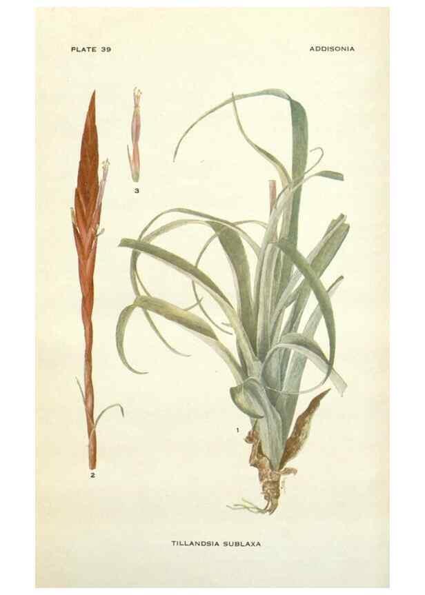 Reproducción/Reproduction 28985604402: Addisonia :. New York :New York Botanical Garden,1916-[1964].
