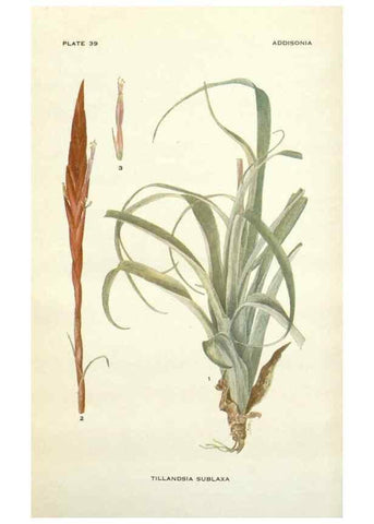 Reproducción/Reproduction 28985604402: Addisonia :. New York :New York Botanical Garden,1916-[1964].