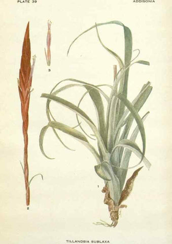 Reproducción/Reproduction 28985604402: Addisonia :. New York :New York Botanical Garden,1916-[1964].