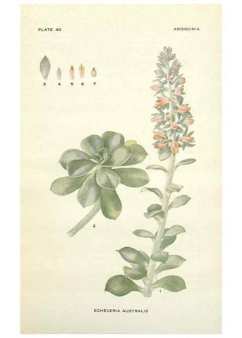 Reproducción/Reproduction 28985609002: Addisonia :. New York :New York Botanical Garden,1916-[1964].