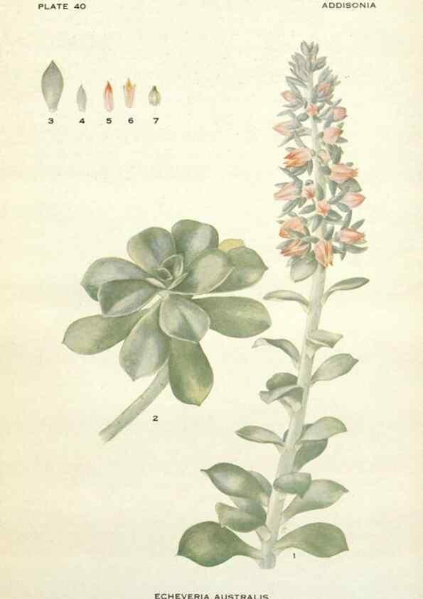 Reproducción/Reproduction 28985609002: Addisonia :. New York :New York Botanical Garden,1916-[1964].