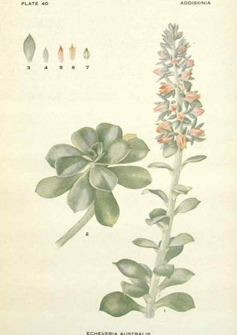Reproducción/Reproduction 28985609002: Addisonia :. New York :New York Botanical Garden,1916-[1964].
