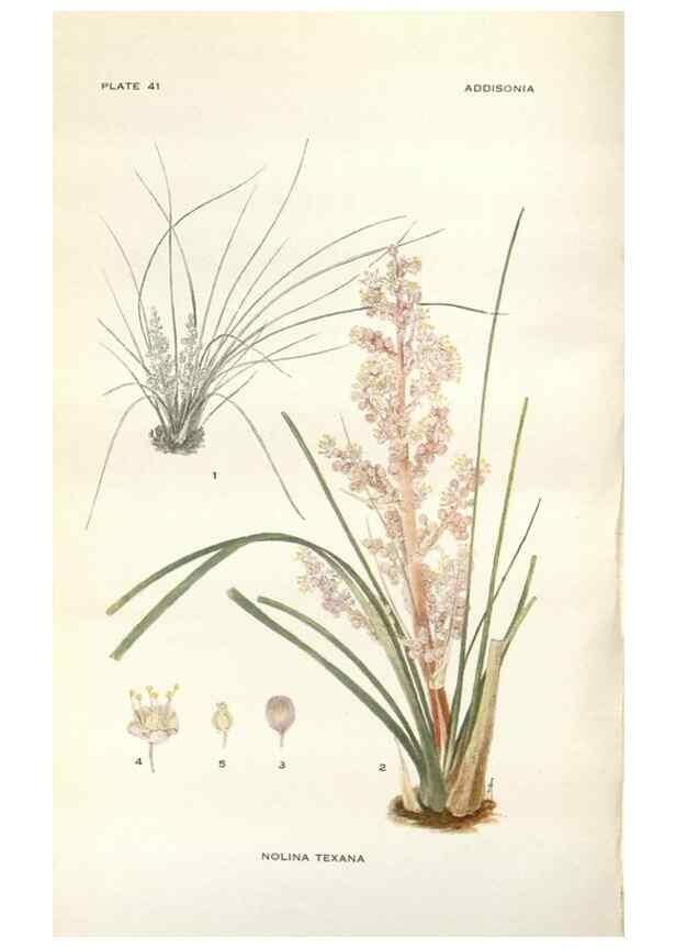 Reproducción/Reproduction 29101430711: Addisonia :. New York :New York Botanical Garden,1916-[1964].